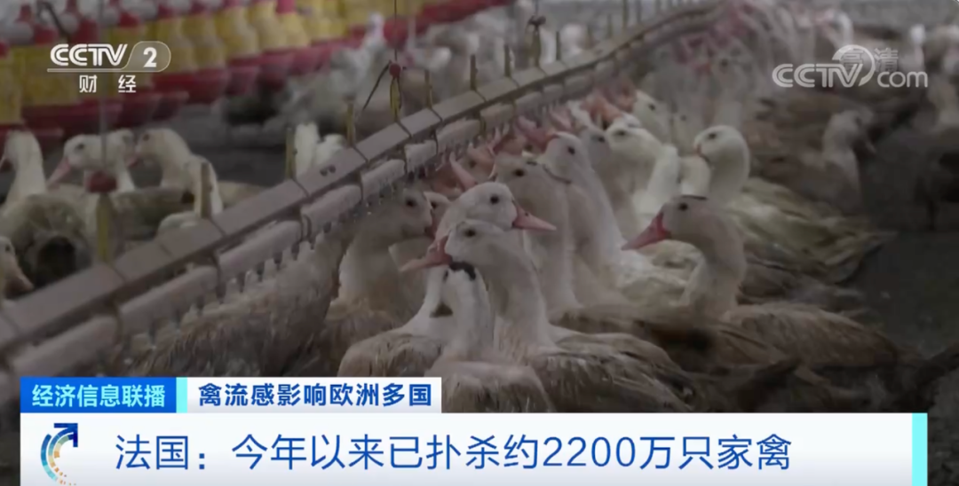 麻煩了！ “史上最嚴重”，近十個國家爆發(fā)禽流感！超過5230萬只禽類被宰殺......