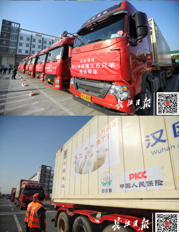 武漢10臺集裝箱冷鏈車出發(fā)，將接運蒙古國捐贈首批1.2萬只羊