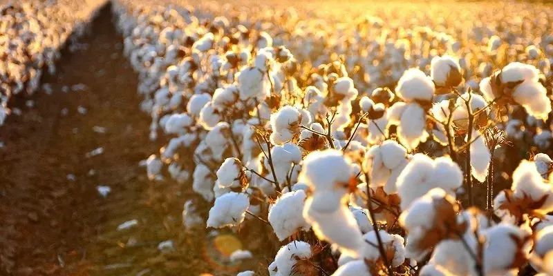 美國暫緩新疆棉禁令，但H&M、耐克等國際品牌已拒用新疆棉